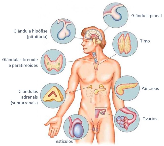 Sistema endócrino.