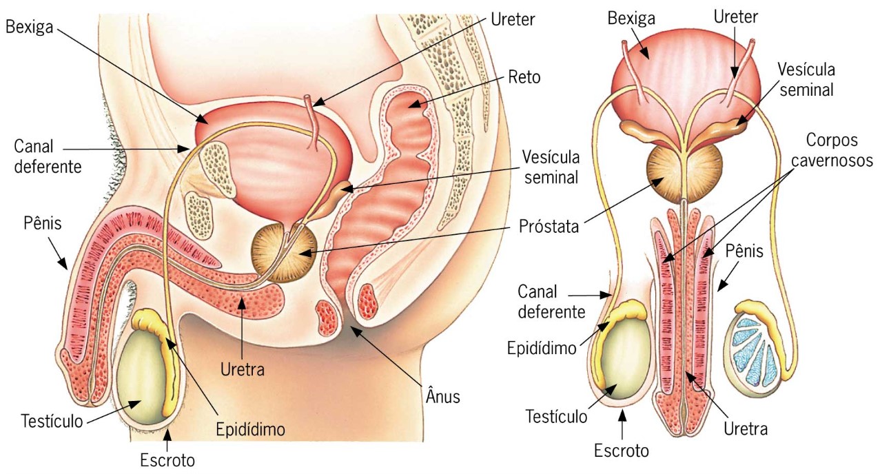 Sistema reprodutor masculino.