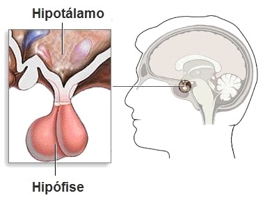 Sistema hipotalâmico-hipofisário.