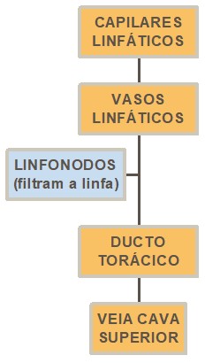 Sistema linfático 1.