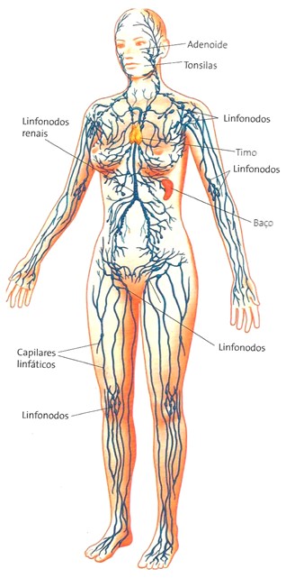 Sistema linfático.
