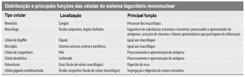 Distribuição e principais funções do sistema fagocitário mononuclear.