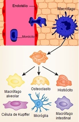 Sistema mononuclear fagocitário: células originárias dos monócitos nos diversos tecidos do corpo.