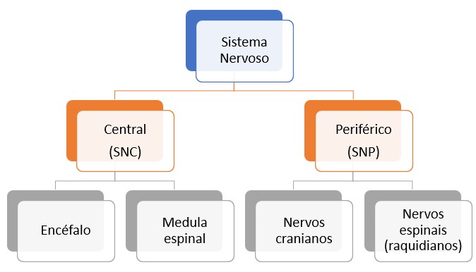 Sistema nervoso: divisões.