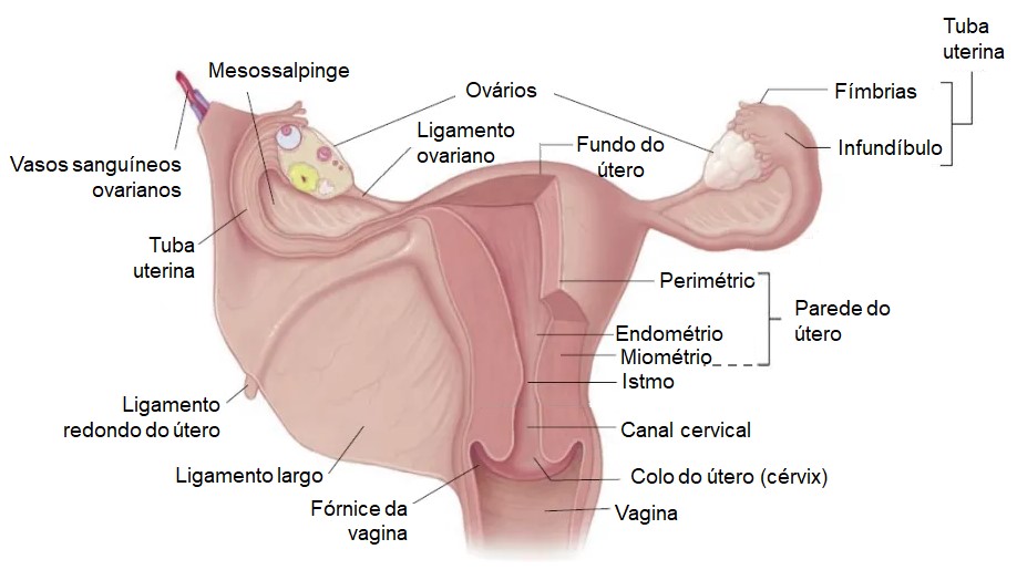 Útero: anatomia interna e ligamentos..