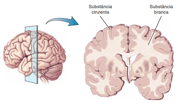 Substâncias cinzenta e branca.