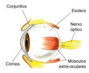 Túnica fibrosa.