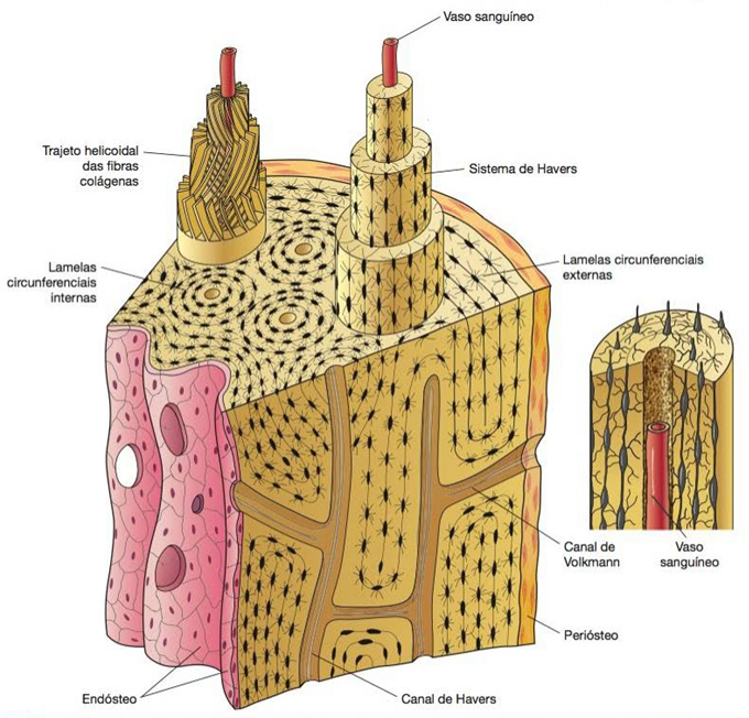 Tecido ósseo lamelar.