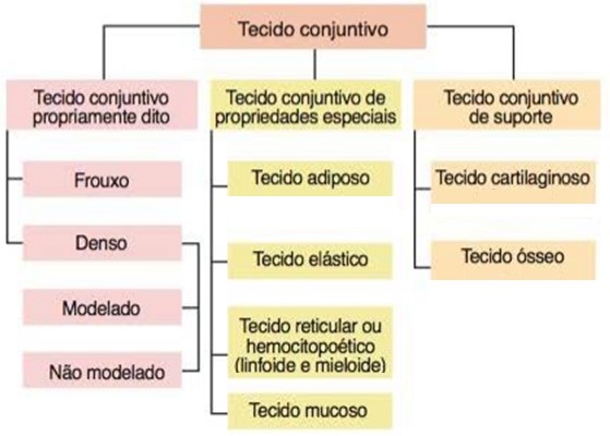 Tecidos conjuntivos.