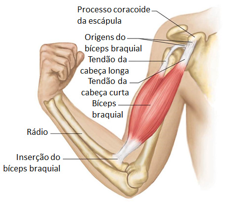 Sistema esquelético: função de suporte.