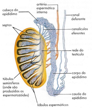 Testículo.