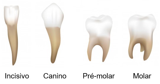 Tipos de dentes.