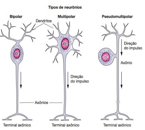 Tipos de neurônio quanto à morfologia.