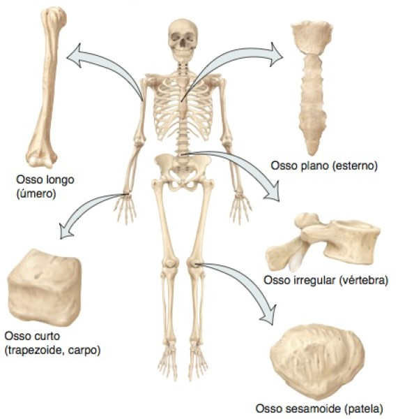 Tipos de ossos com base no formato.