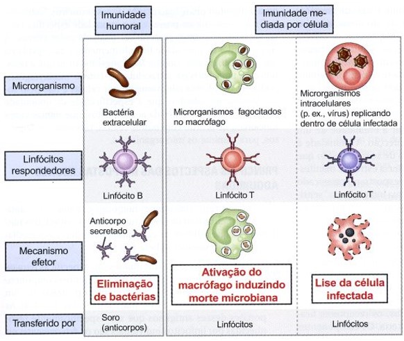 Tipos de respostas imunes adquiridas.