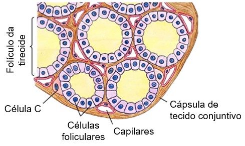 Folículos da tireoide.