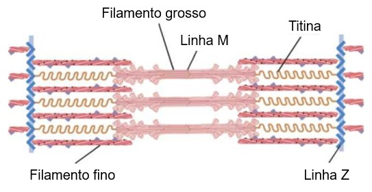 Disposição dos filamentos grossos e finos e da titina no sarcômero.