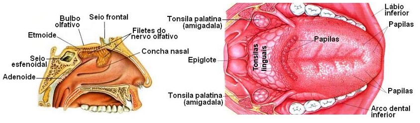 Tonsilas.