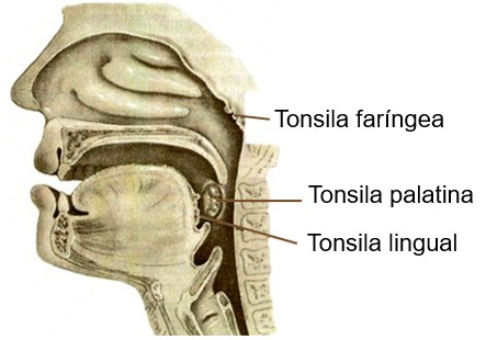 Tonsilas.