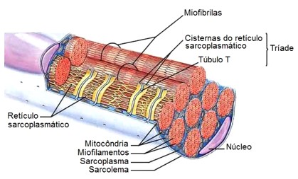 Sistema de túbulos T.