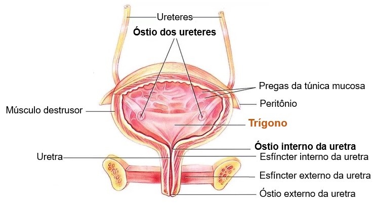 Trígono da bexiga.