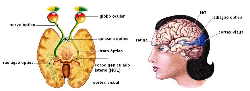 Trajeto dos nervos ópticos.