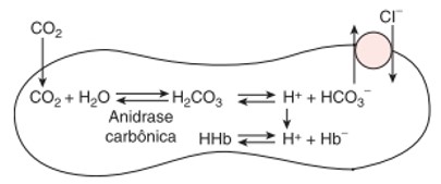 Transporte de CO2 no plasma.