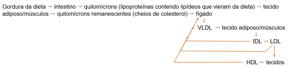 Transporte de colesterol: via exógena.