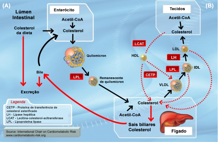 Transporte de colesterol no sangue.