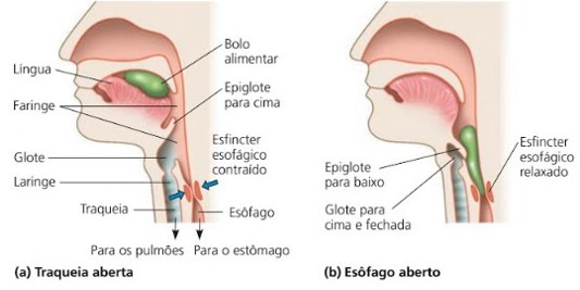 Deglutição: esfíncter esofágico.