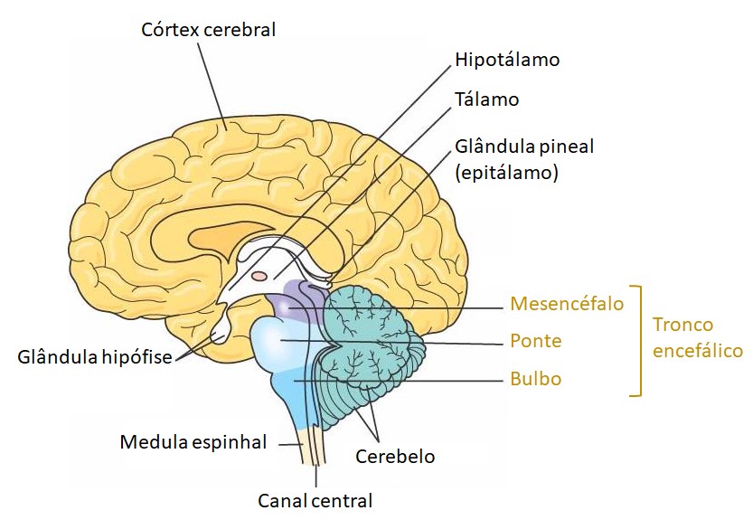 Tronco encefálico.