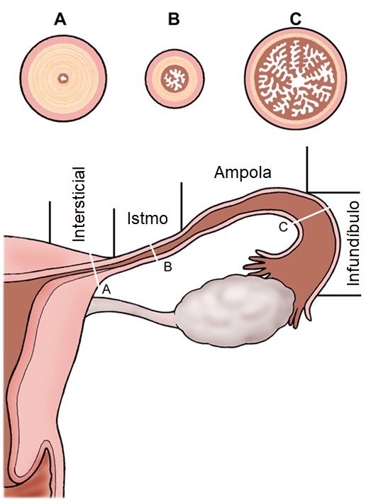 Tuba uterina.