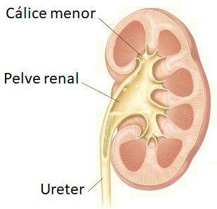 Ureter.