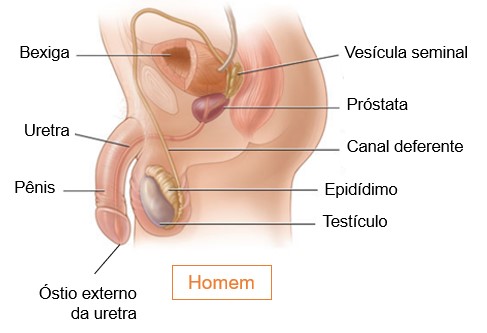 Uretra homem.