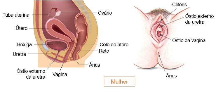 Uretra mulheres.