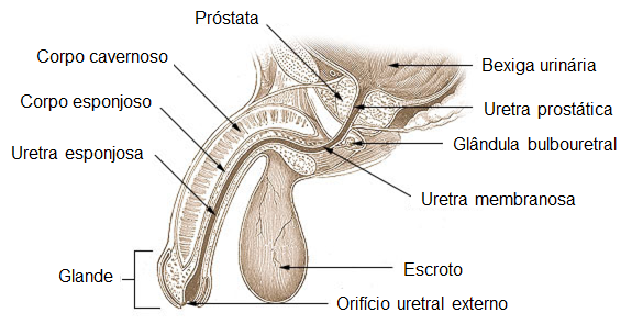 Uretra.