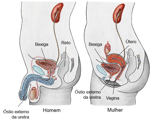 Localização da uretra em homens e mulheres.