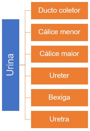 Transporte, armazenamento e eliminação da urina.