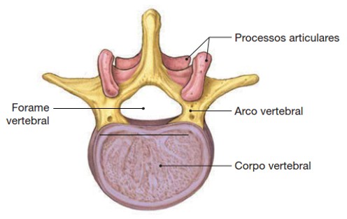 Vértebra.