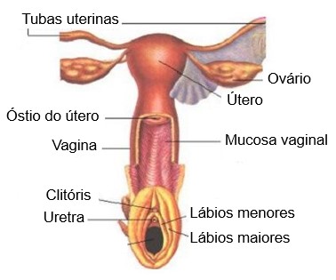 Vagina: localização.