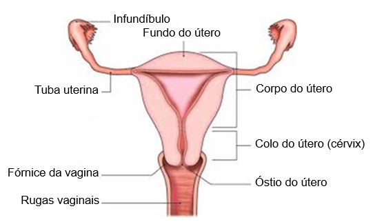 Vagina: fórnice e rugas vaginais.