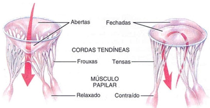 Valva atrioventricular (AV) direita