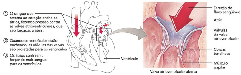 Valvas atrioventriculares abertas.