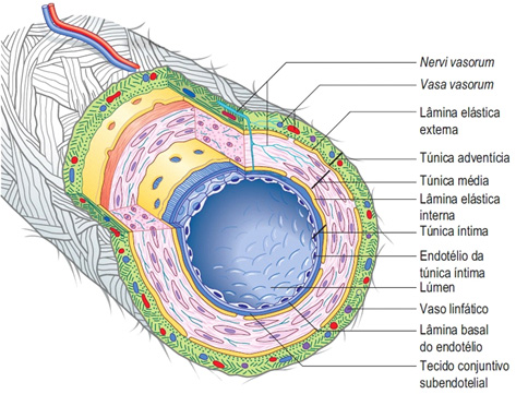 Vasa  vasorum.