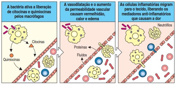 Vasodilatação e diapedese (2ª linha de defesa).