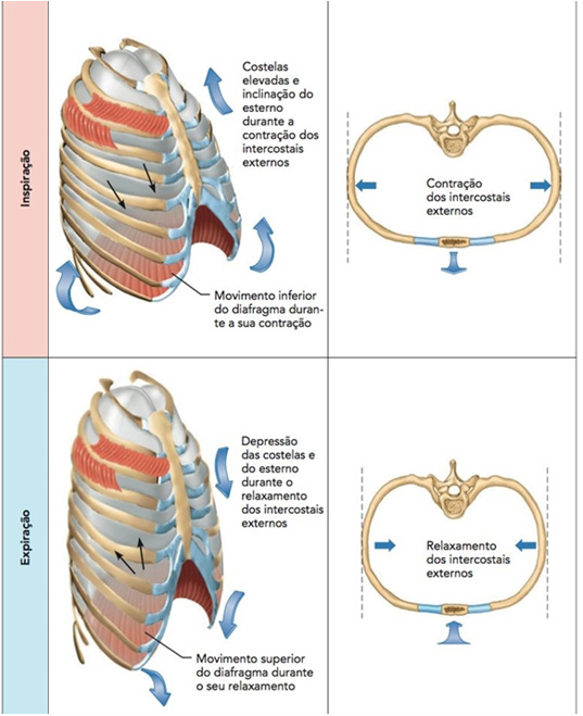 Ventilação pulmonar.