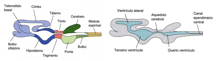 Ventrículos cerebrais e canal central.