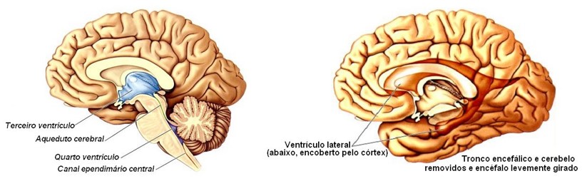 Ventrículos cerebrais.