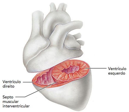 Diferença anatômica entre os 2 ventrículos do coração.