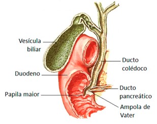 Ducto pancreático.